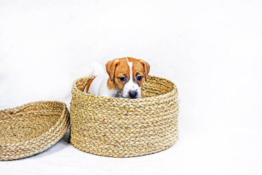 beautiful little Jack Russell Terrier puppy sits in a wicker box. care and raising of puppies. Present clipart