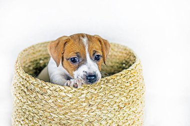 beautiful little Jack Russell Terrier puppy sits in a wicker box. care and raising of puppies. Present clipart