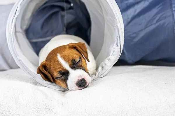 Jack Russell Terrier Kecil Yang Cantik Terletak Tabung Hewan Peliharaan — Stok Foto
