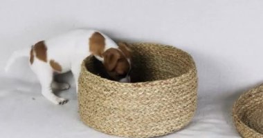 Güzel küçük Jack Russell Terrier köpek yavrusu kendi kendine oynuyor. Yavrulara bakmak ve onları büyütmek.