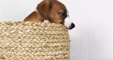 Güzel küçük Jack Russell Terrier köpek yavrusu kendi kendine oynuyor. Yavrulara bakmak ve onları büyütmek.