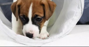 Güzel küçük Jack Russell Terrier köpek yavrusu kendi kendine oynuyor. Yavrulara bakmak ve onları büyütmek.