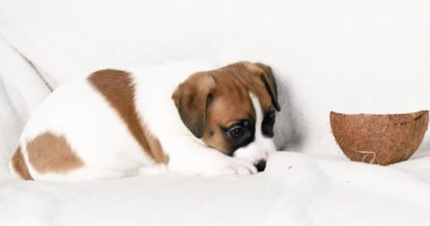 Mooie Kleine Jack Russell Terrier Puppy Die Met Zichzelf Speelt — Stockvideo