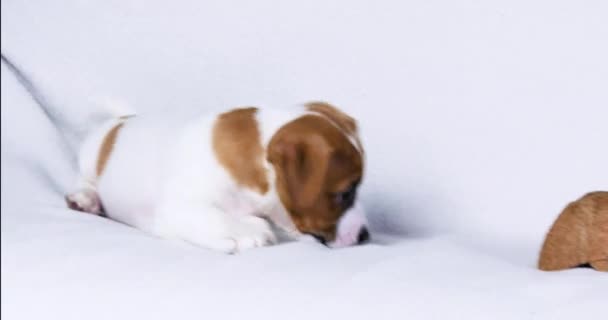 Hermoso Pequeño Jack Russell Terrier Cachorro Jugando Consigo Mismo Cuidar — Vídeo de stock