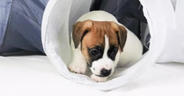 Güzel Küçük Jack Russell Terrier Köpek Yavrusu Kendi Kendine Oynuyor — Stok video