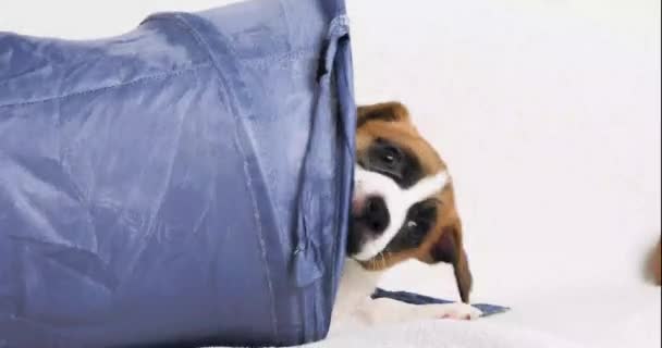 Piękny Szczeniaczek Jack Russell Terrier Bawi Się Sam Sobą Opieka — Wideo stockowe