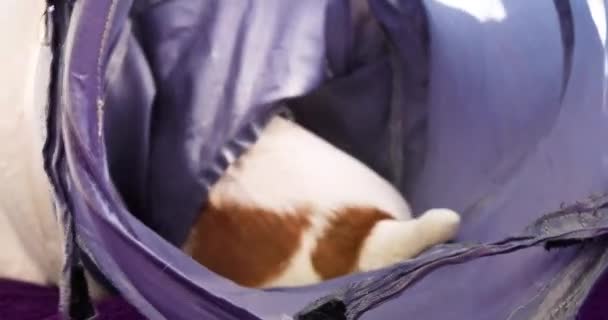 Jack Russell Cachorro Juega Con Túnel Mascotas — Vídeos de Stock