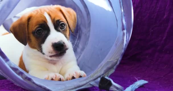 Grappig Jack Russell Puppy Speelt Met Het Huisdier Tunnel — Stockvideo