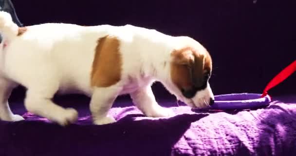 Schattige Jack Russell Puppy Spelen Met Een Puller Zorgen Verzorging — Stockvideo