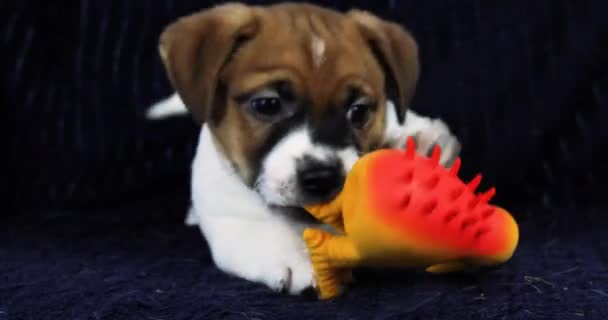 Pequeño Divertido Cachorro Jack Russell Terrier Sueña Con Juguete Goma — Vídeo de stock
