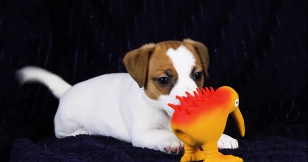 Όμορφα Κουτάβια Jack Russell Terrier Παίζουν Τον Εαυτό Τους — Αρχείο Βίντεο