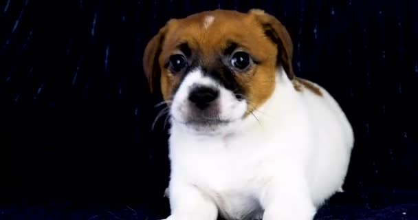Lindo Pequeno Jack Russell Terrier Filhote Cachorro Ladra Fundo Escuro — Vídeo de Stock