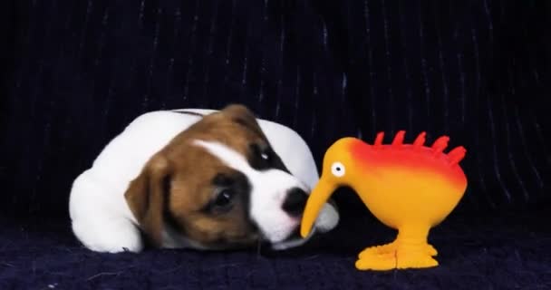 Funny Little Jack Russell Terrier Puppy Looking Rubber Toy — Stock Video