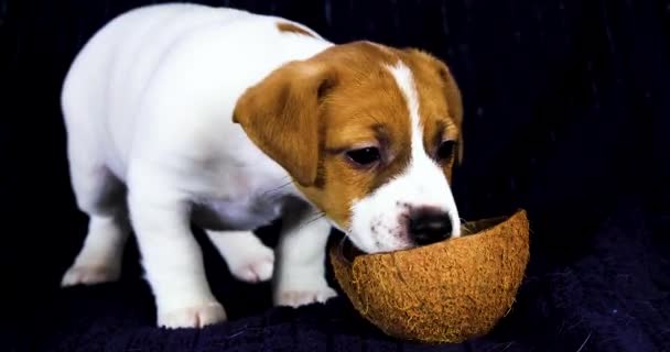 Pequeno Cachorro Jack Russell Cheira Uma Casca Coco Criar Cuidar — Vídeo de Stock