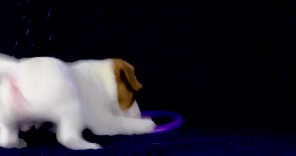 Engraçado Jack Russell Filhote Cachorro Jogando Com Puxador — Vídeo de Stock