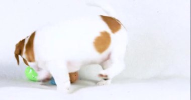 Sevimli, güzel, küçük Jack Russell köpek yavrusu renkli paskalya yumurtalarıyla oynuyor. Paskalya. Yavru köpekleri büyütmek ve büyütmek