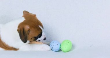 Güzel küçük Jack Russell köpek yavrusu renkli Paskalya yumurtalarıyla oynuyor. Paskalya. Yavru köpekleri büyütmek ve büyütmek
