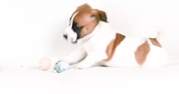 Αστείο Όμορφο Μικρό Jack Russell Κουτάβι Παίζει Πολύχρωμα Αυγά Πάσχα — Αρχείο Βίντεο