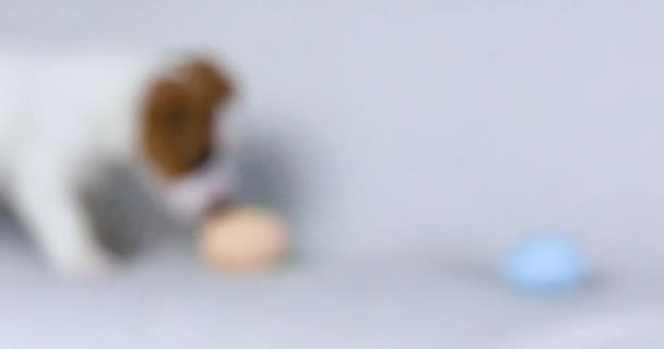 Grappige Jack Russell Puppy Speelt Met Paaseieren Pasen Opvoeden Verzorgen — Stockvideo