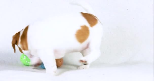 Cute Beautiful Little Jack Russell Puppy Plays Colorful Easter Eggs — Stock Video