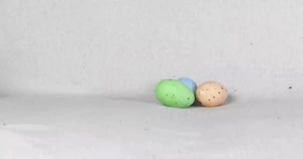 Jack Russell Kölyökkutya Húsvéti Tojással Játszik Húsvét Kölykök Nevelése — Stock videók