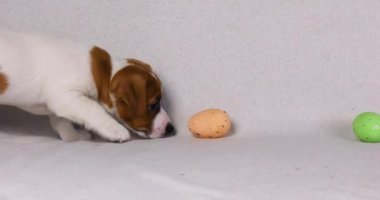  Küçük Jack Russell paskalya yumurtası arıyor. Paskalya. Yavru köpekleri büyütmek ve büyütmek.