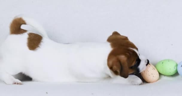 Jack Russell Puppy Speelt Met Paaseieren Pasen Opvoeden Verzorgen Van — Stockvideo