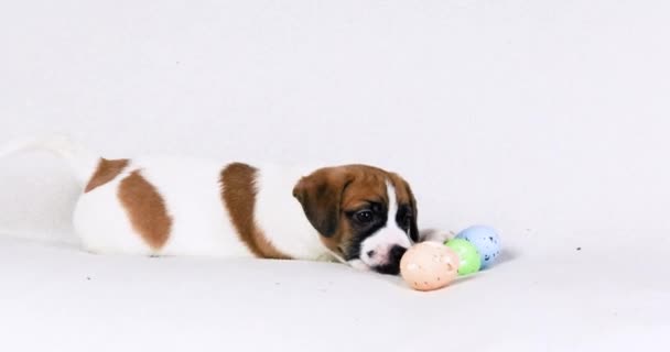 Pequeño Cachorro Jack Russell Juega Con Coloridos Huevos Pascua Semana — Vídeos de Stock