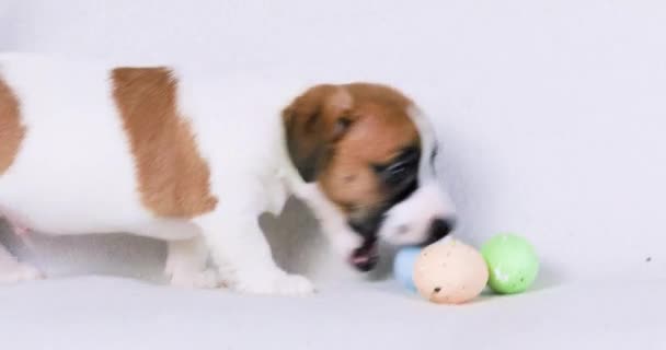 Smart Beautiful Little Jack Russell Puppy Plays Colorful Easter Eggs — Stock Video