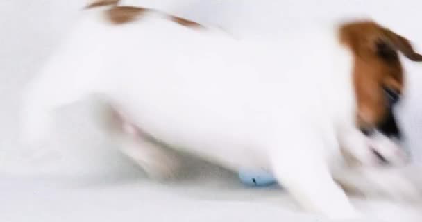 スマートジャックラッセルの子犬はカラフルなイースターエッグで遊びます イースター 子犬のための育てと世話 — ストック動画