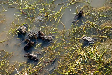 Kurbağalar güneşte küçük bir ilkbaharda yumurtlar. Amfibilerin ve diğer hayvanların korunması
