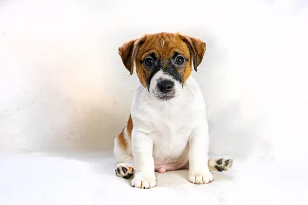 軽い背景に座っているかわいい男性ジャック ラッセル テリアの子犬 ペットのケアと育成 — ストック写真
