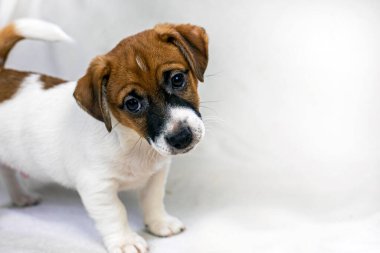 Komik Jack Russell Terrier köpeği. Yavru köpeklere bakıyorum.