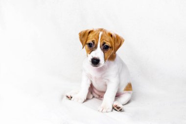 Şirin Jack Russell Terrier köpeği kanepenin yanında oturuyor. Yavru köpeklere bakıyorum. Günlük rejim