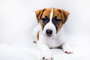 Küçük Jack Russell kanepede yatıyor. Yavru köpeklere bakıyorum.