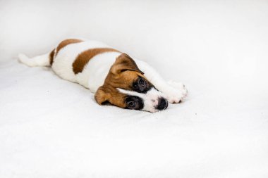 Güzel Jack Russell Terrier yavrusu kanepede turuncu topun yanında oturuyor. Yavru köpeklere bakıyorum..