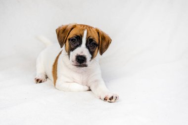 Güzel Jack Russell Terrier yavrusu kanepede turuncu topun yanında oturuyor. Yavru köpeklere bakıyorum..