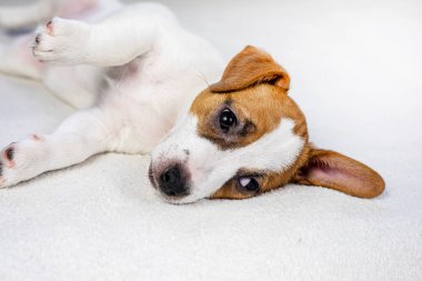 Komik Jack Russell köpek yavrusu kanepede mor bir çemberle oynuyor. Evcil hayvanlara bakmak