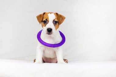 small Jack Russell puppy, female with a spot of heart on her face, sitting on the sofa with a puller around her neck, caring for and raising pets clipart