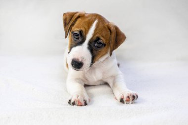 Jack Russell Terrier yavru köpeği arka planda oturuyor. Evcil hayvan bakımı ve yetiştirilmesi