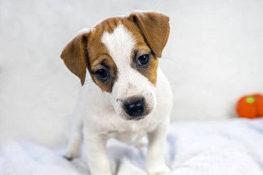 Yüzünde kalp lekesi olan küçük dişi köpek yavrusu Jack Russell 'a bakıyor ve evcil hayvan yetiştiriyor.