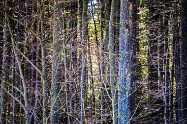 Güneş ışınları altında eski ağaç gövdeleri. Orman koruması. Ağaççı.