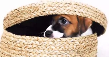 Güzel küçük Jack Russell Terrier yavrusu kuyruk kuyruğundan yapılmış bir hasır kutuda oturuyor.