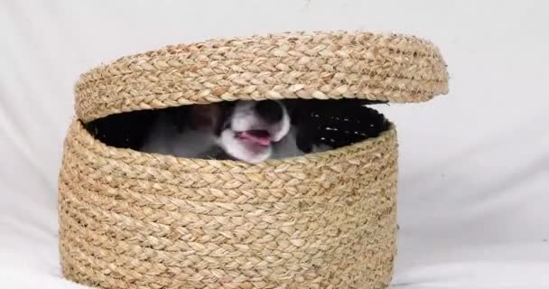 Funny Little Jack Russell Terrier Puppy Jumps Out Wicker Box — Stock Video