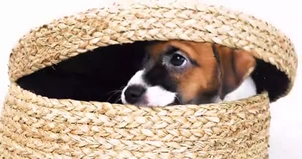 Hermoso Pequeño Jack Russell Terrier Cachorro Sienta Una Caja Mimbre — Vídeo de stock
