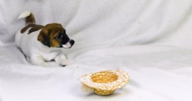 Küçük Jack Russell köpek yavrusu hasır bir şapkanın yanında uzanıyor ve havlıyor. Yavru köpeklere bakıyorum.