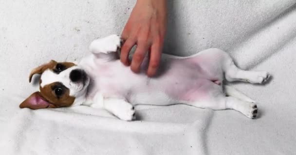Hand Krabben Buik Van Een Kleine Jack Russell Puppy Bank — Stockvideo