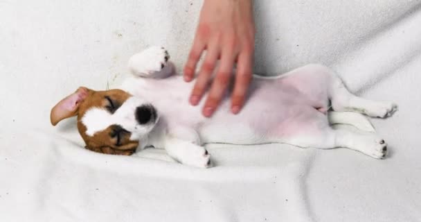 ソファーの小さなジャック ラッセルの子犬の腹を傷つける手 子犬の世話をする — ストック動画