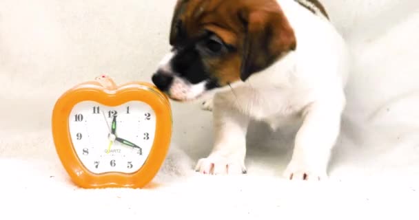 Divertente Piccolo Jack Russell Terrier Cucciolo Giocare Con Una Sveglia — Video Stock