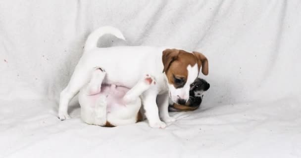 Funny Jack Russell Puppies Playing Couch Each Other — Stock Video